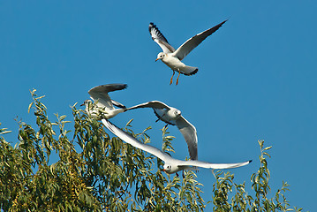 Image showing seagulls