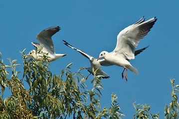 Image showing seagulls