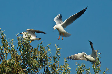 Image showing seagulls