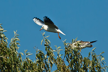 Image showing seagulls