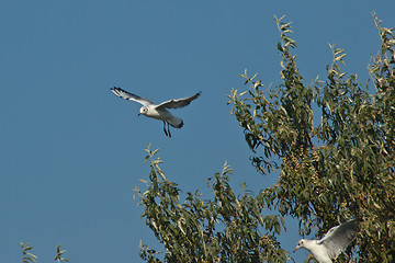 Image showing seagulls