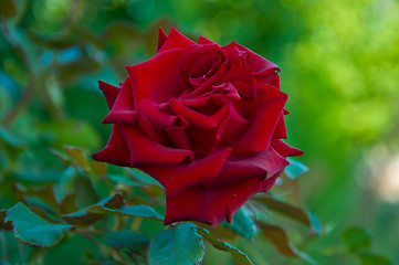 Image showing rose