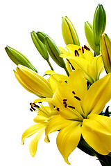 Image showing Yellow lily