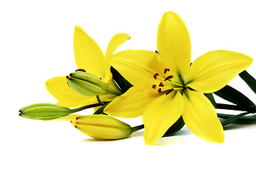 Image showing Yellow lily