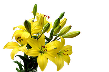 Image showing Yellow lily