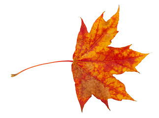 Image showing Maple leaf