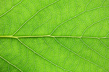 Image showing Green leaf