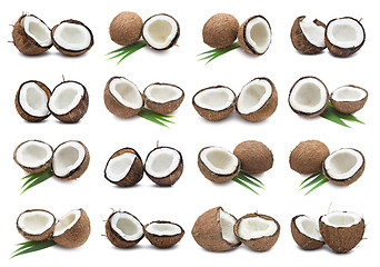 Image showing Coconuts