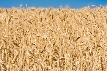 Image showing Wheat field