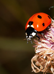 Image showing Ladybird