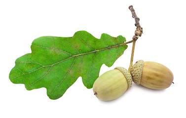 Image showing Acorn