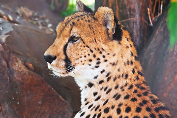 Image showing Cheetah