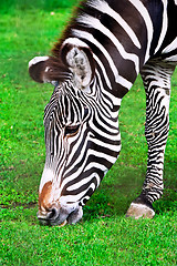 Image showing Zebra