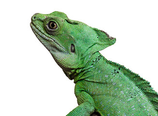 Image showing Plumed basilisk