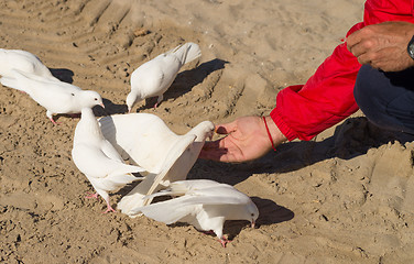 Image showing Feeding pigeons