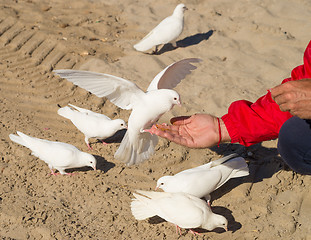 Image showing Feeding pigeons