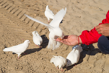 Image showing Feeding pigeons