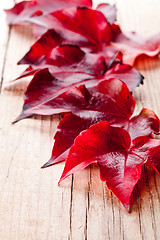 Image showing red autumn leaves