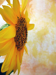 Image showing Yellow Background and Sunflower