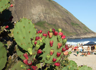 Image showing Cactus in Itacoatiara beach