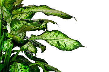 Image showing Dieffenbachia 