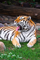 Image showing Tiger