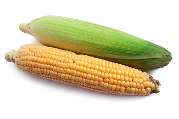 Image showing Corn