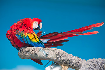 Image showing Ara parrot