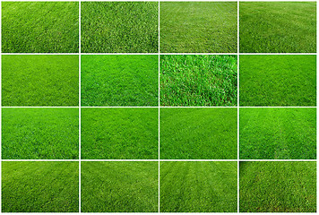 Image showing Green grass