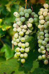 Image showing Grapes