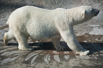 Image showing Polar bear