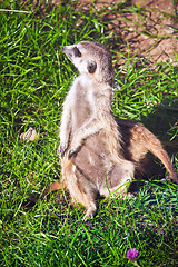 Image showing Meerkat