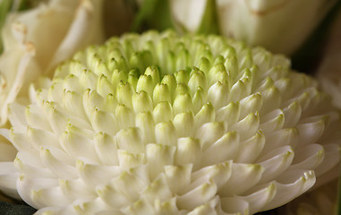 Image showing white chrysanthemum