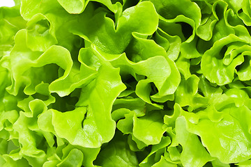 Image showing Lettuce