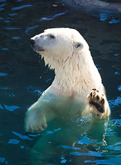 Image showing Polar bear