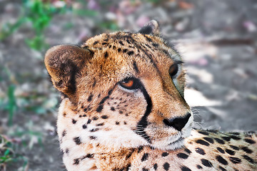 Image showing Cheetah