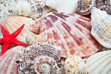 Image showing Seashells