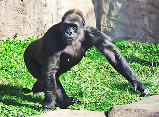 Image showing Gorilla