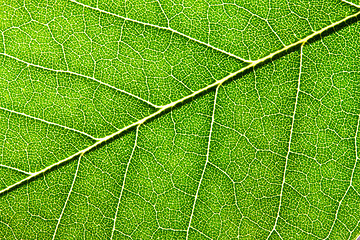 Image showing Green leaf