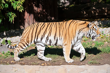 Image showing Tiger