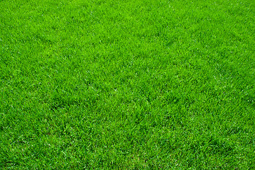 Image showing Green grass