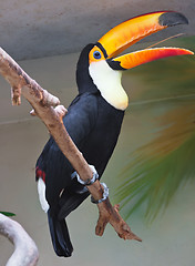 Image showing Toucan