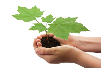 Image showing Tree in hands