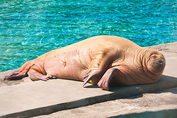 Image showing Walrus