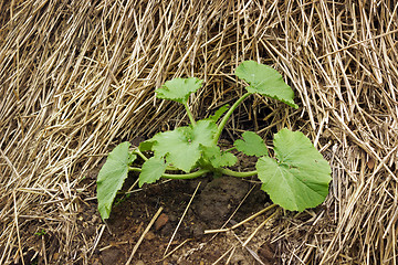 Image showing Zucchini plant