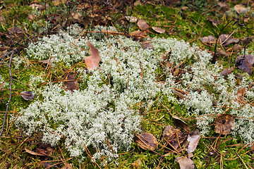 Image showing White moss in the forest