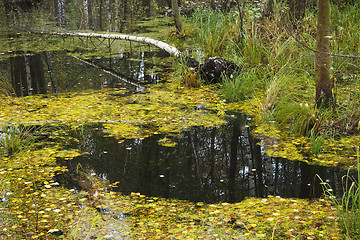 Image showing Autumn flooding in the Northern woods