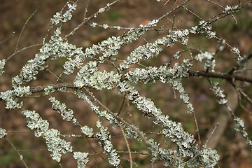 Image showing Lichen on a tree