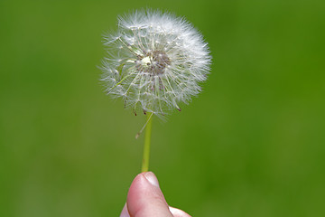 Image showing Dandelion