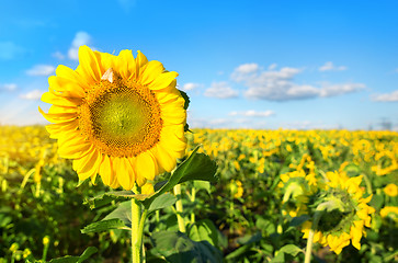 Image showing Sunflower in the field